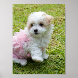 Cute Maltese Poodle Poster