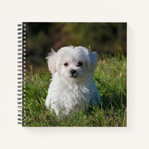 Cute Maltese Puppy Spiral Notebook