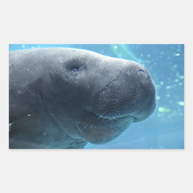 Cute Manatee Peeking out at you Stickers (Front)