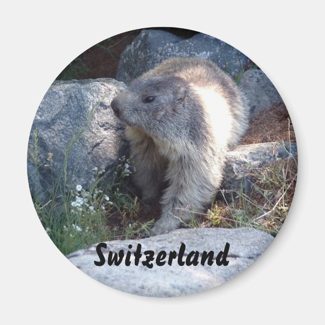 Cute marmot Switzerland Magnet (Front)