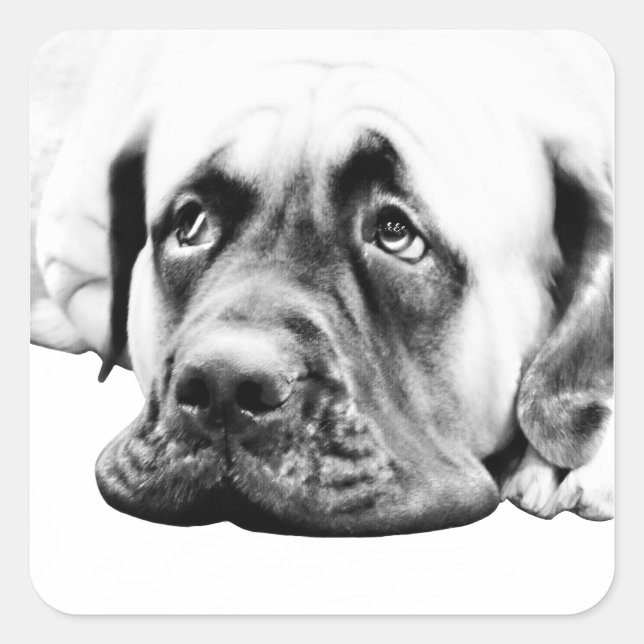 Cute Mastiff dog Square Sticker (Front)