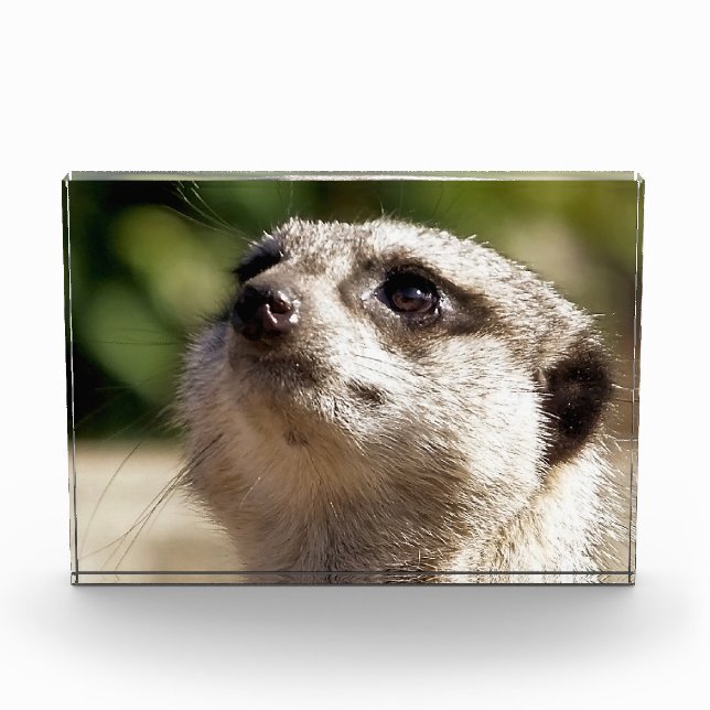 CUTE MEERKAT PHOTO BLOCK (Front)