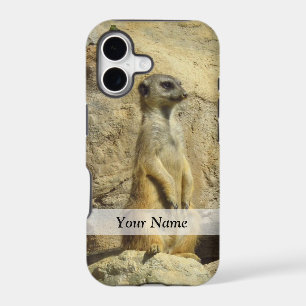 Cute meerkat photograph