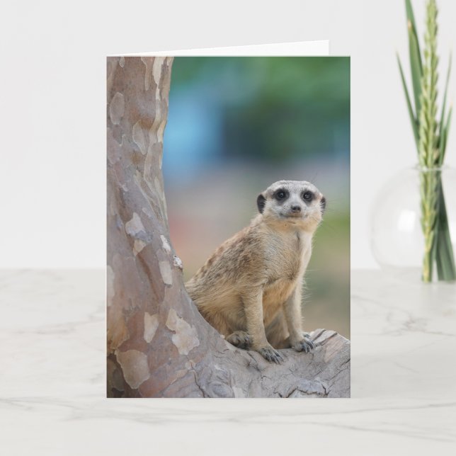 Cute Meerkat Sat on Tree Card (Front)