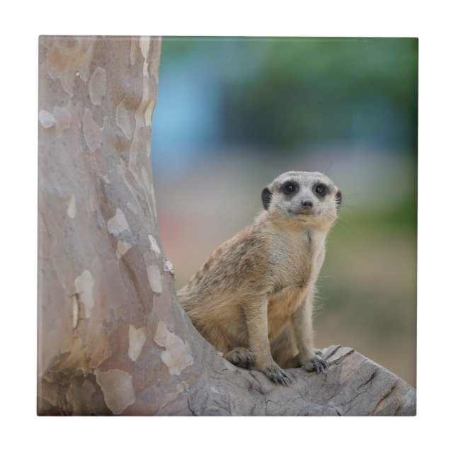 Cute Meerkat Sat on Tree Tile (Front)