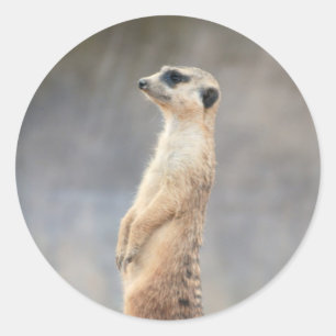 Cute Meerkat  Sticker