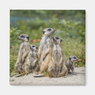 Cute Meerkats Magnet