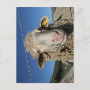 Cute Merino Sheep Head Animal Postcard