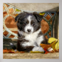 Cute Mini Aussie Shepherd Dog Bi-Colour Puppy _