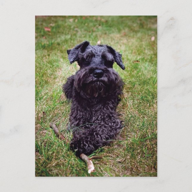 Cute Miniature Schnauzer Postcard (Front)