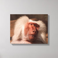 Cute Monkey Poster