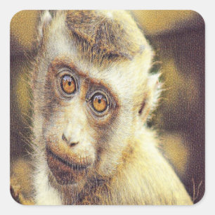 Cute monkey square sticker