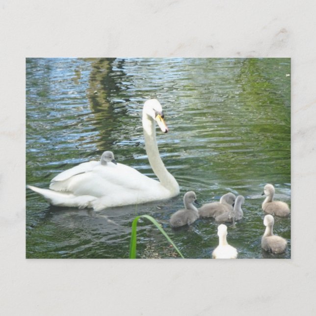 Cute Mother Swan & Babies DIY Postcard (Front)