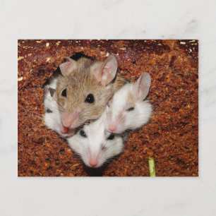 Cute Mouse Family in Loaf of Bread Postcard