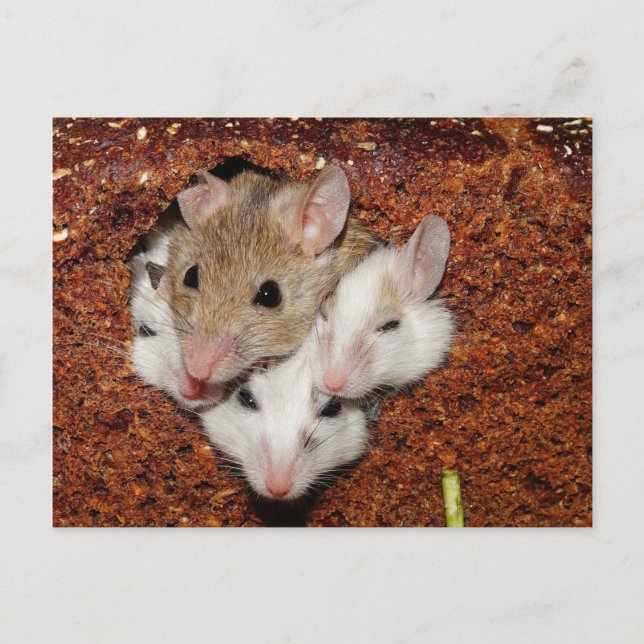 Cute Mouse Family in Loaf of Bread Postcard (Front)