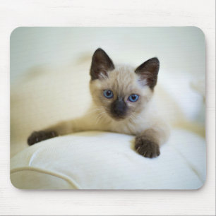 cute, nature, cat mouse pad