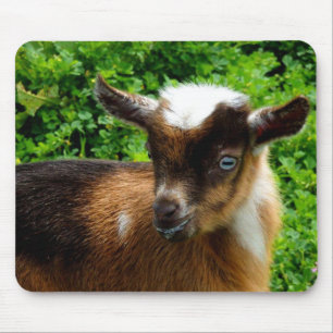Cute Nigerian Dwarf Dairy Goat Kid Mouse Pad