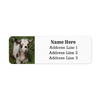 Cute Nigerian Dwarf Dairy Goat Kid Return Address