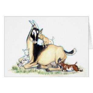 Cute Nigerian Dwarf Goat and Kids