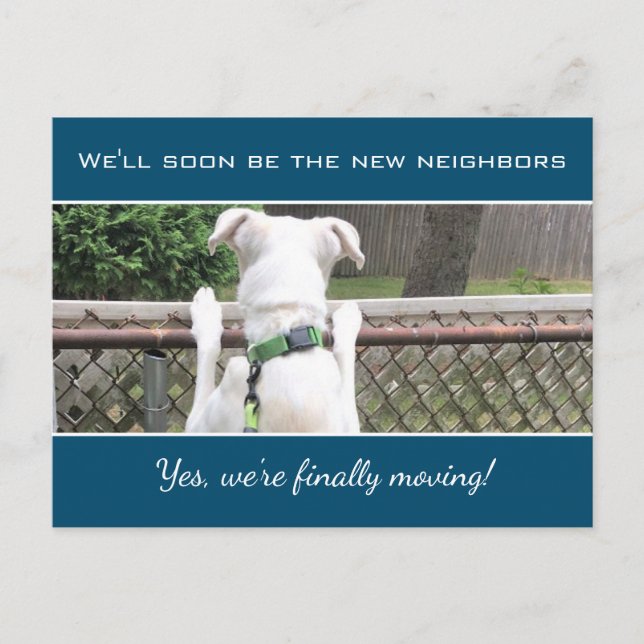 Cute Nosey White Puppy Dog Spying On Neighbours Announcement Postcard (Front)