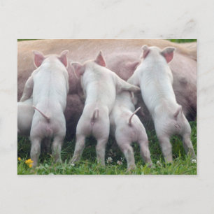 Cute Nursing Piglets Postcard