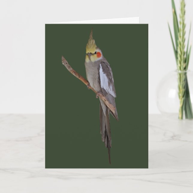Cute Nymphicus Card (enter your own message) (Front)