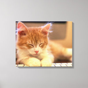 Cute Orange Kitten Falls Asleep Canvas Print