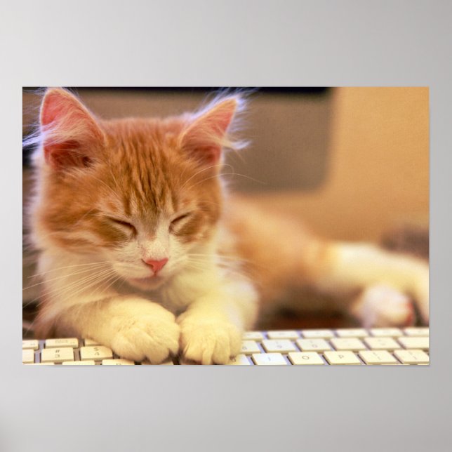 Cute Orange Kitten Falls Asleep Poster (Front)