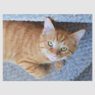 Cute Orange Tabby Cat Decoupage Tissue Paper
