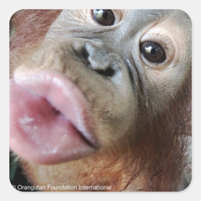Cute Orangutan Baby Kiss Square Sticker (Front)