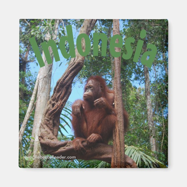 Cute Orangutan in Rainforest Magnet (Front)