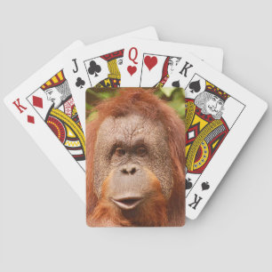 Cute orangutan playing cards