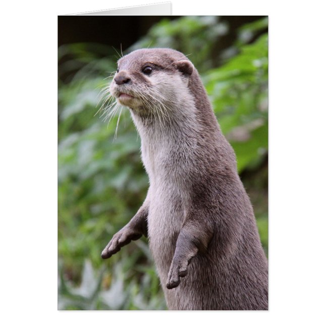 Cute otter (Front)