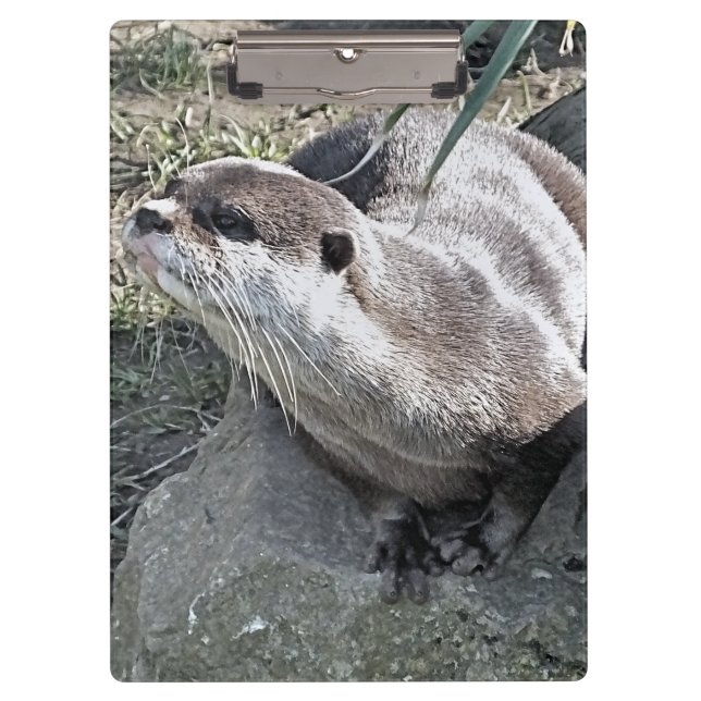 CUTE OTTER    CLIPBOARD (Front)