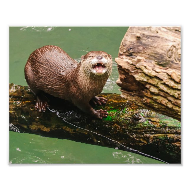 Cute Otter Laughing on Log in the Water Photo Print (Front)