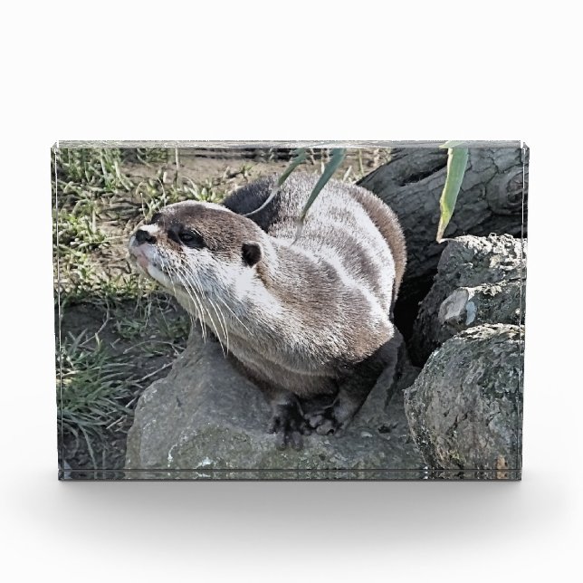 CUTE OTTER  PHOTO BLOCK (Front)