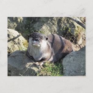 CUTE OTTER POSTCARD
