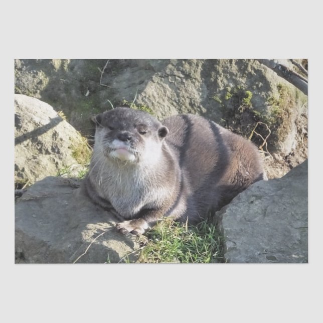 CUTE OTTER TISSUE PAPER (Front)