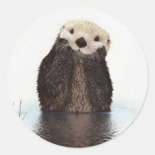 Cute Otter Wildlife Image Classic Round Sticker