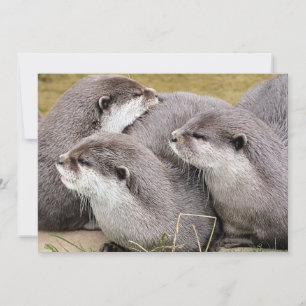 CUTE OTTERS
