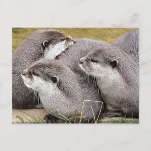 CUTE OTTERS POSTCARD