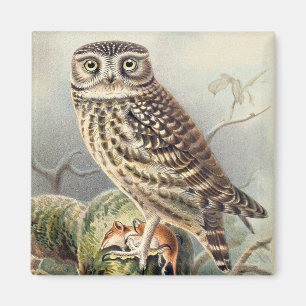 Cute Owl Magnet