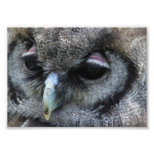 Cute Owl Photo Print
