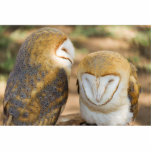 cute owl photo sculpture magnet<br><div class="desc">cute owl</div>