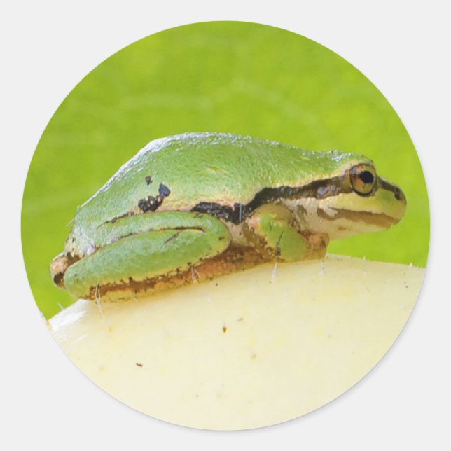 Cute Pacific Tree Frog on Summer Squash Classic Round Sticker (Front)