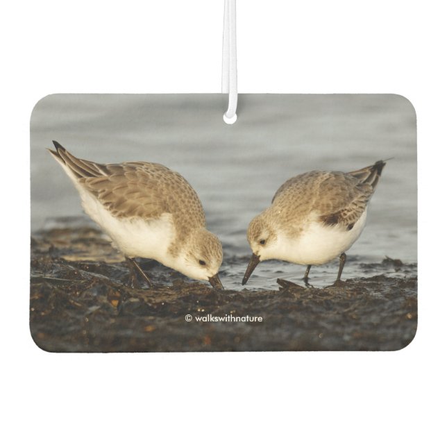 Cute Pair of Sanderlings Sandpipers Shares a Meal Air Freshener (Front)
