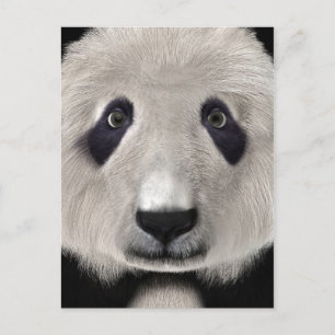 Cute Panda Bear Kawaii Animal Lover Perfect Gift Postcard