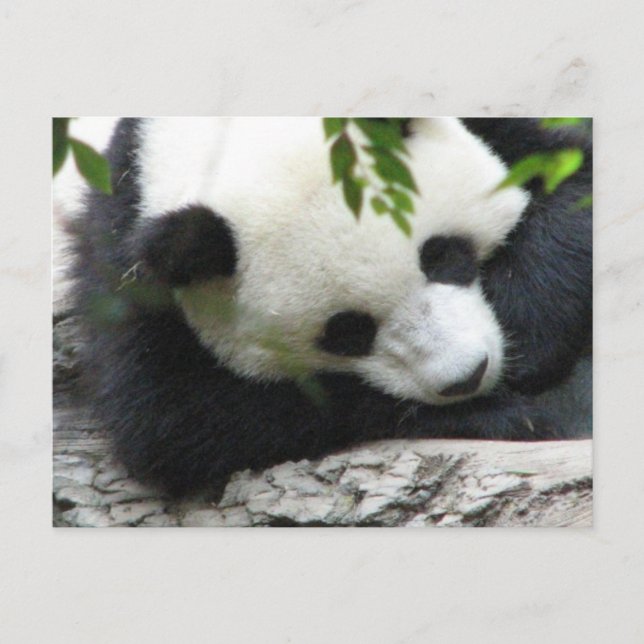 Cute Panda Postcard (Front)