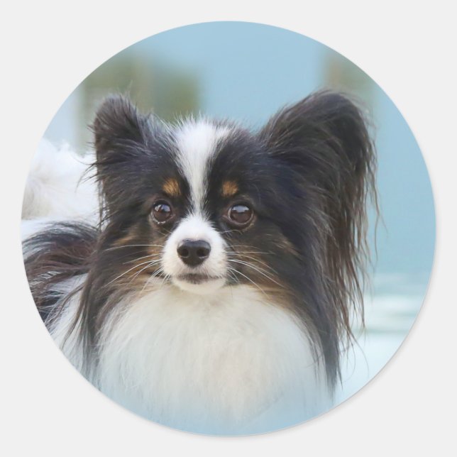 Cute Papillon Toy Spaniel Dog at the Dock Classic Round Sticker (Front)