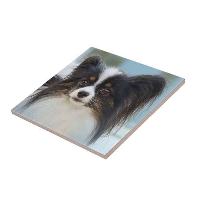 Cute Papillon Toy Spaniel Dog at the Dock Tile (Side)